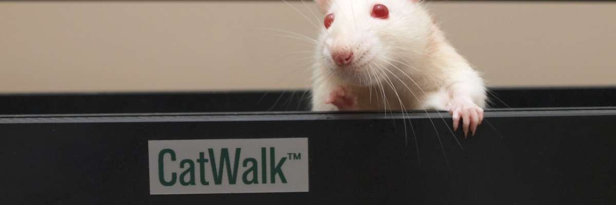 Using CatWalk XT to analyze variations in gait performance in adolescent mice