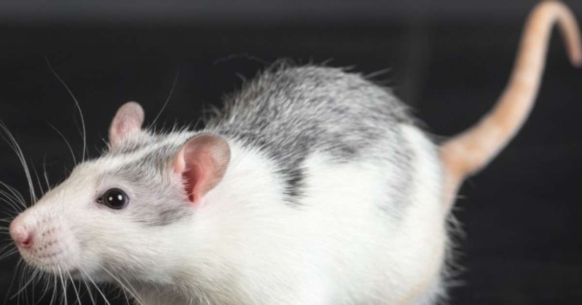 vestibulopathy-investigated-rat-model