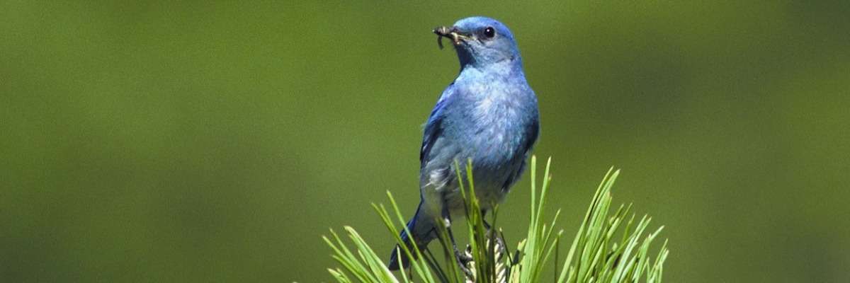 Video tracking makes bird watching much easier