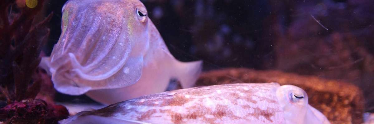 How to unravel the long-term memory of cuttlefish: automated video tracking