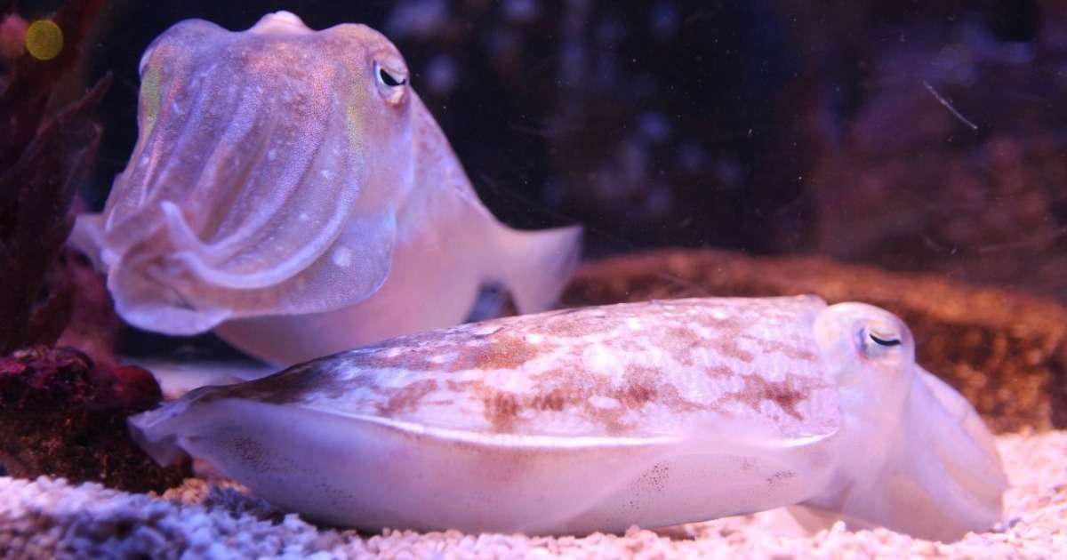video-tracking-cuttlefish