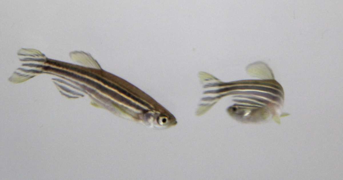 video-tracking-gender-differences-zebrafish-shoaling
