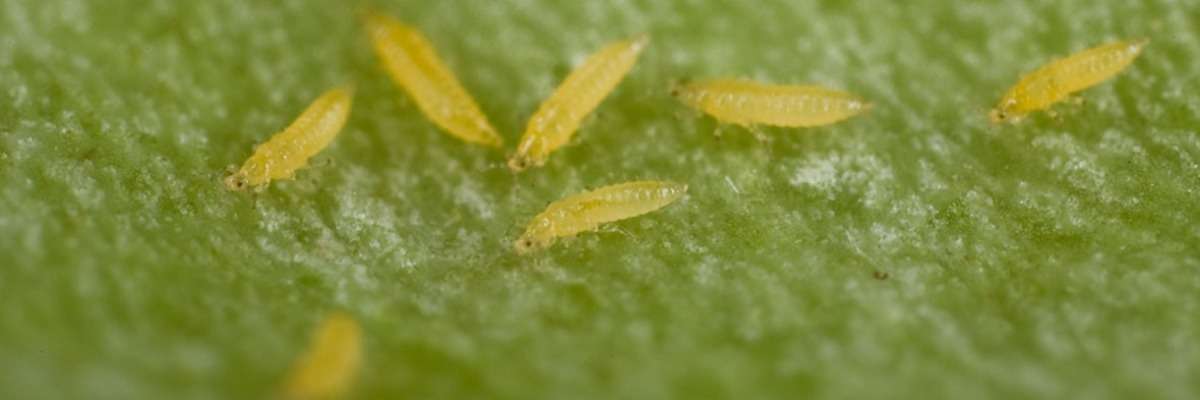 Video tracking for high-throughput screening of plant resistance to thrips