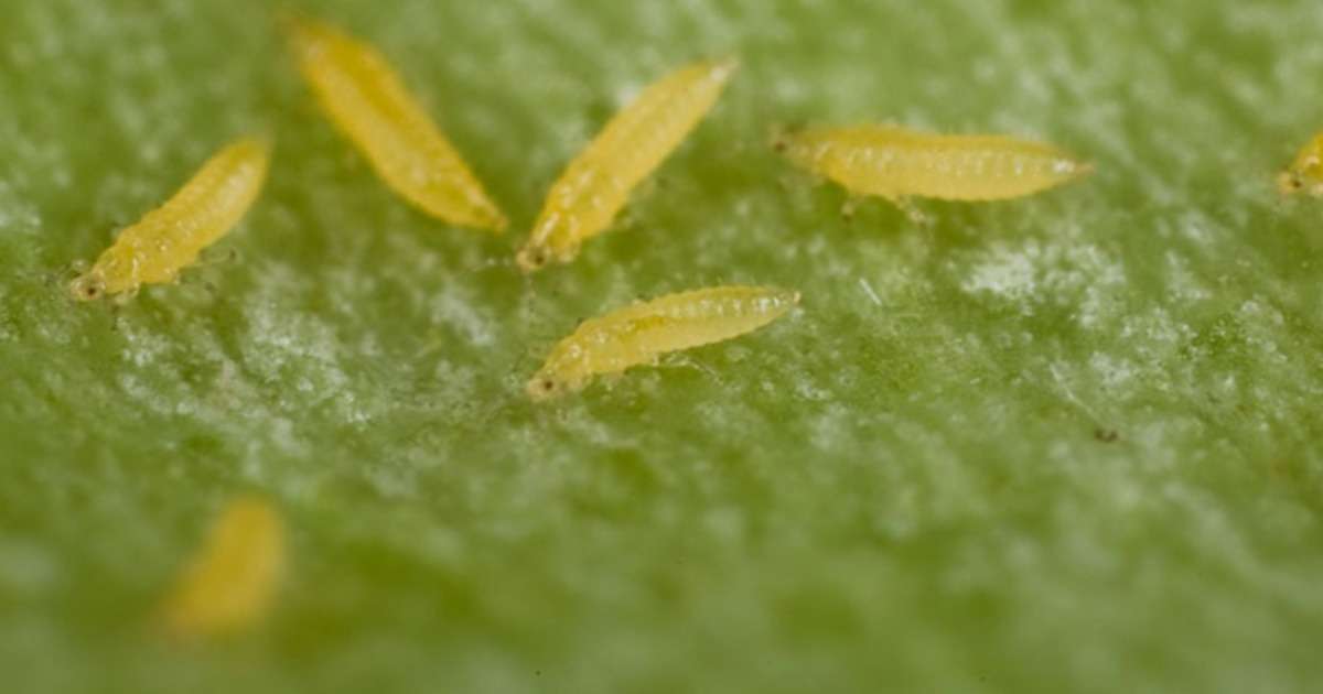 video-tracking-plant-resistance-thrips