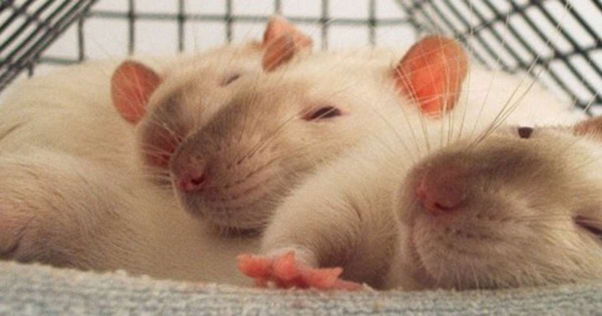 why-rats-help-other-rats