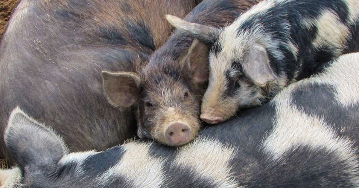 why-social-pigs-do-better