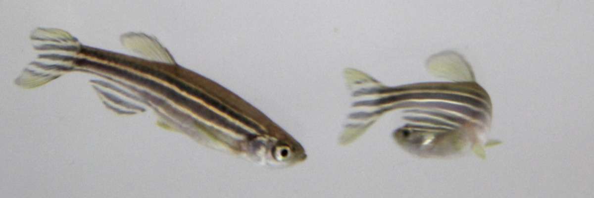 How zebrafish and optogenetics are great for investigating stress