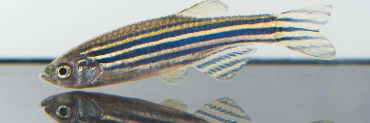 Knockout of Down syndrome gene in zebrafish leads to autistic-like behaviors