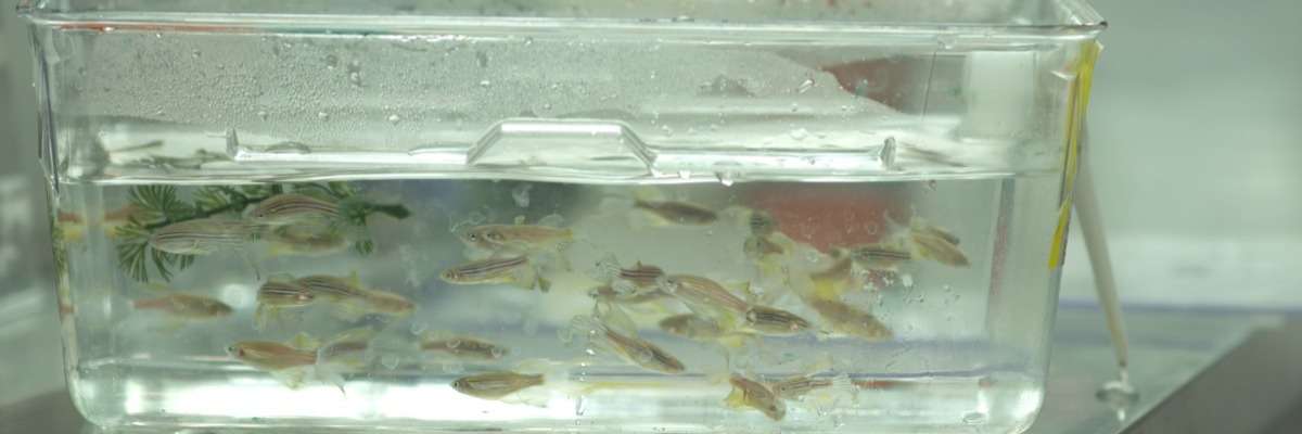 How to measure a zebrafish larva’s highly stereotyped response to water motion?