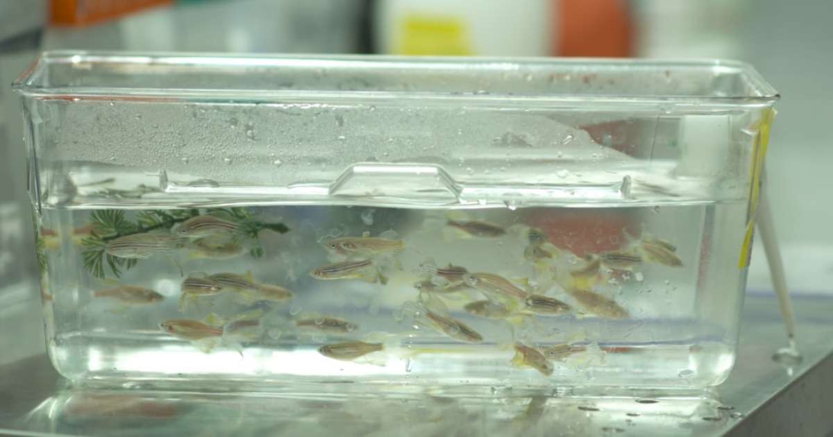 zebrafish-larvaes-response-to-water-motion