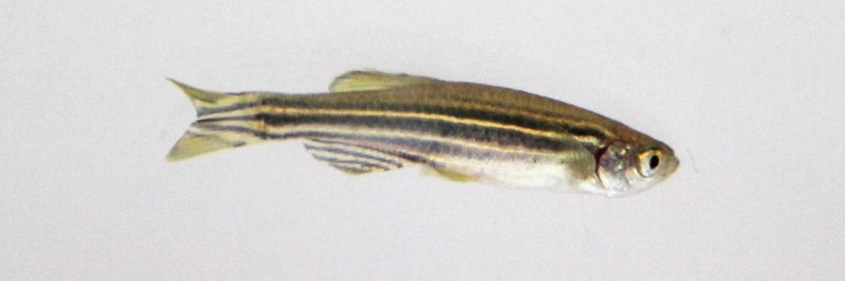 Zebrafish help us to understand neurodegenerative and neuromuscular diseases