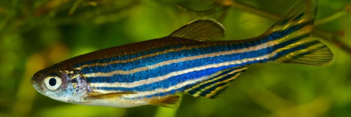 Zebrafish research: growing demands in South America