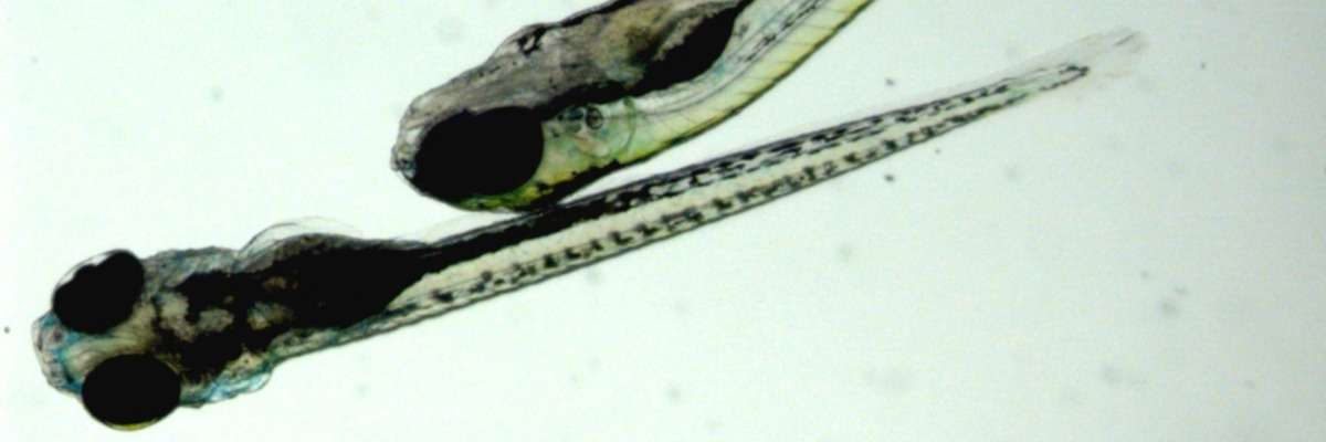 Strain differences in zebrafish behavior and physiology