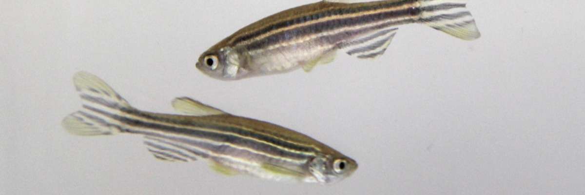 Zebrafish tracking to uncover subtle effects of embryonic alcohol exposure